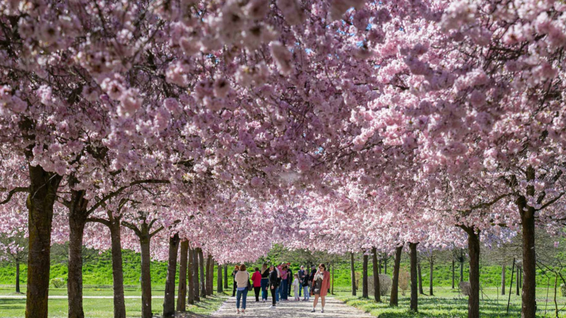 All ombra Dei Ciliegi In Fiore 2025 Piemonte Italia All ombra Dei Ciliegi In Fiore 2025 Piemonte Italia