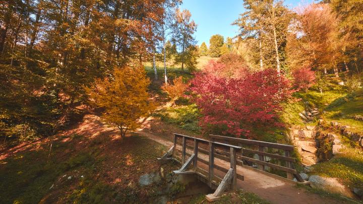 Foliage nella Riserva Naturale del Parco della Burcina. Archivio ATL Terre dell'Alto Piemonte