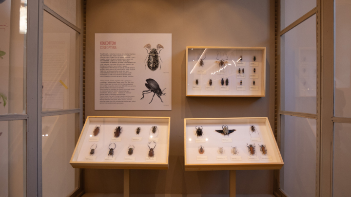 Visita Guidata Museo Regionale Scienze Naturali