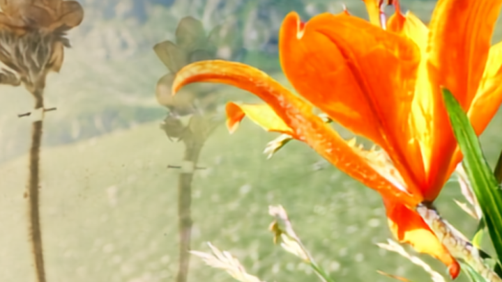 Flora Delle Vallette Nivali E Collezioni D'erbario Delle Alpi Cozie