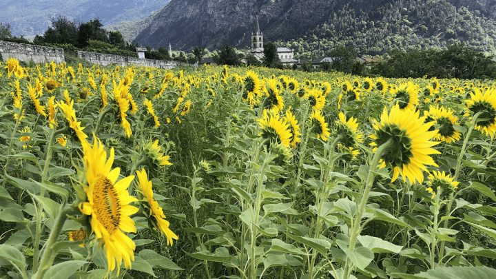 Passeggiate Nei Campi Di Girasoli 2026 (1)