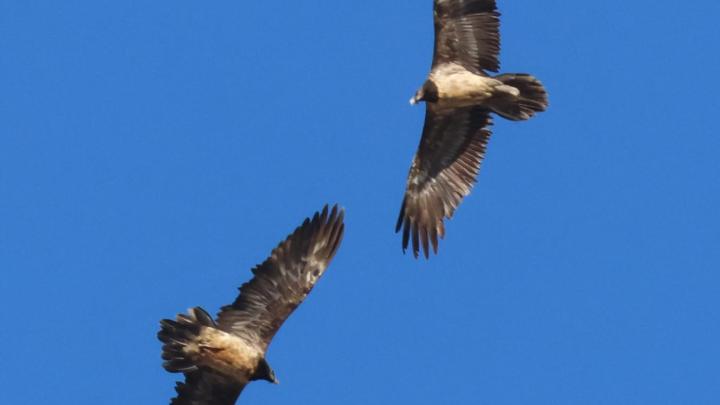 foto Yahel Medail