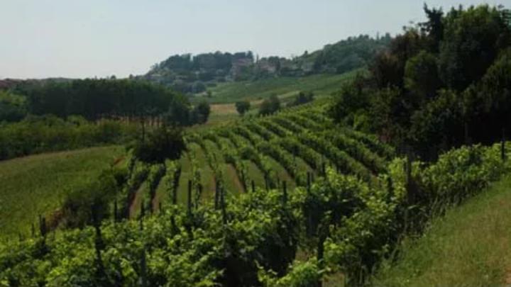 Fotografia dal sito del Comune di San martino Alfieri Colline con vigneti