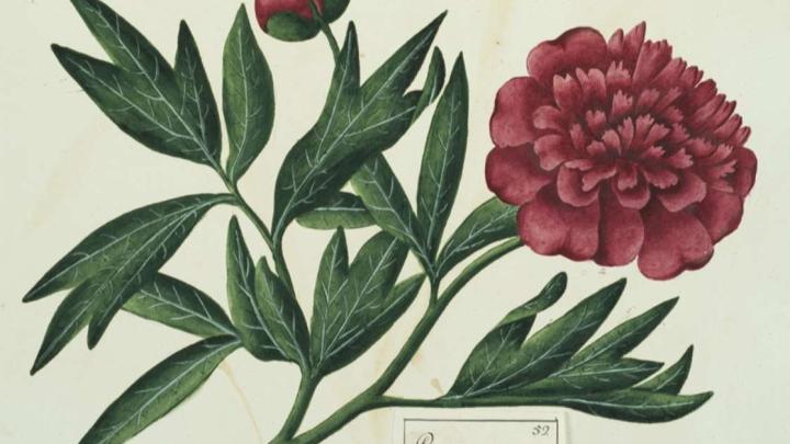 Mostra Giardini Madama