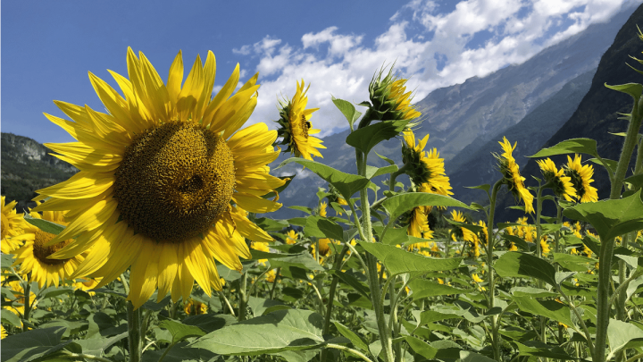 Passeggiate Nei Campi Di Girasoli 2026