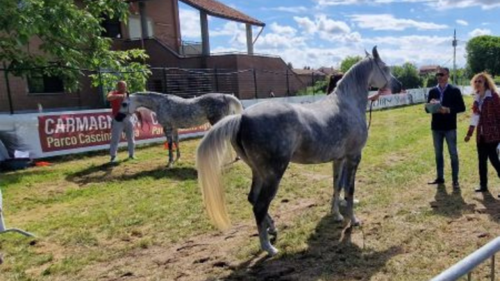 Arabian Horse Show