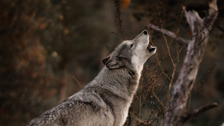 I Lupi Non Ululano Alla Luna