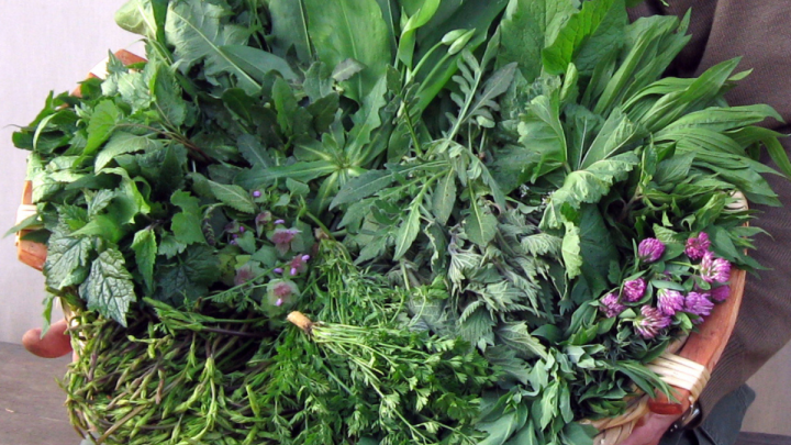 Corso Di Erbe Spontanee Commestibili