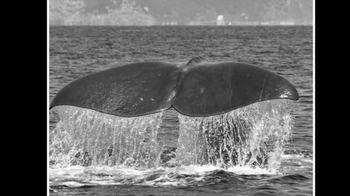 Particolare della locandina dell'esposizione, con fotografia di Maria Paola Soffiantino Particolare di fotografia in bianco e nero con coda di cetaceo fuori dall'acqua tra spume