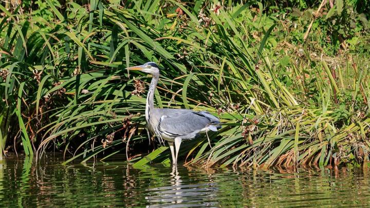 Foto di A.Savin, Wikipedia Foto di uccello detto airone cinerino sullo sfondo di erbe presso uno specchio d'acqua