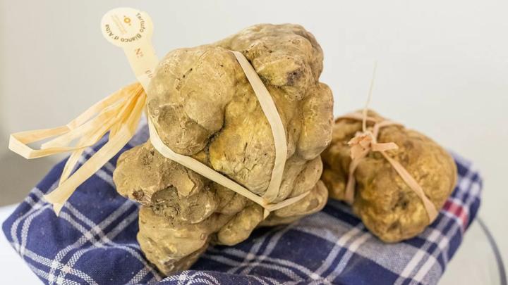 Credito fotografico: Ente Fiera Internazionale del Tartufo Bianco d’Alba, ph. Giorgio Perottino