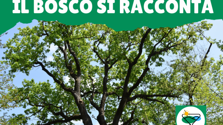 Il Bosco si racconta 4 9 26