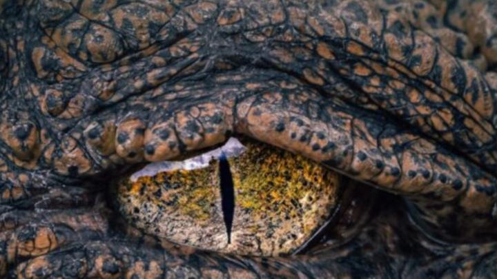 Occhio di un animale, particolare