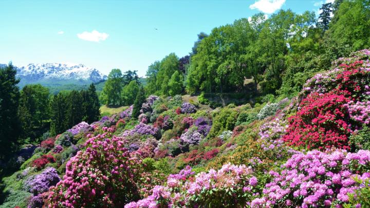 Piante fiorite di rododendro su un versante collinare, sullo sfondo le Alpi