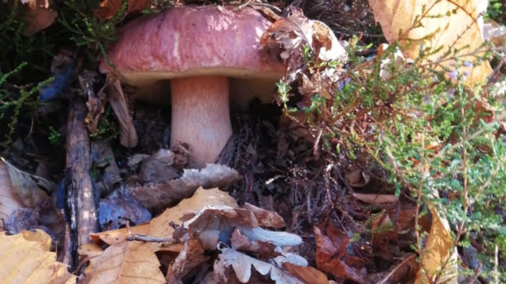 FUNGHI