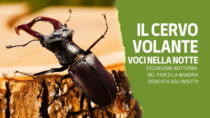 cervo volante