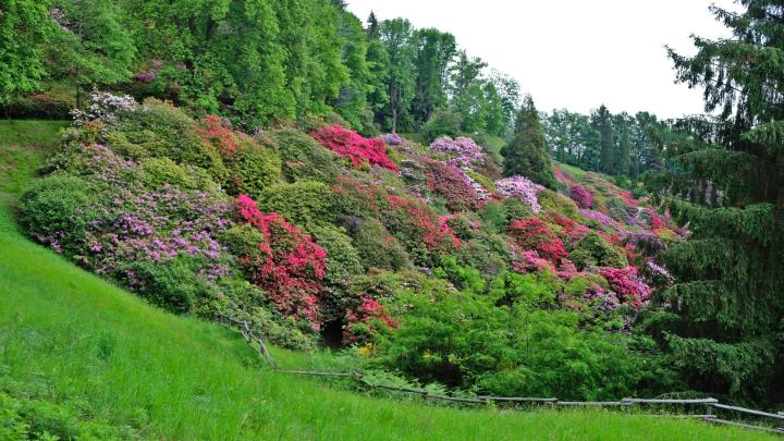 Oasi Zegna, Conca dei Rododendri. Credito fotografico: Alessandra Corrà