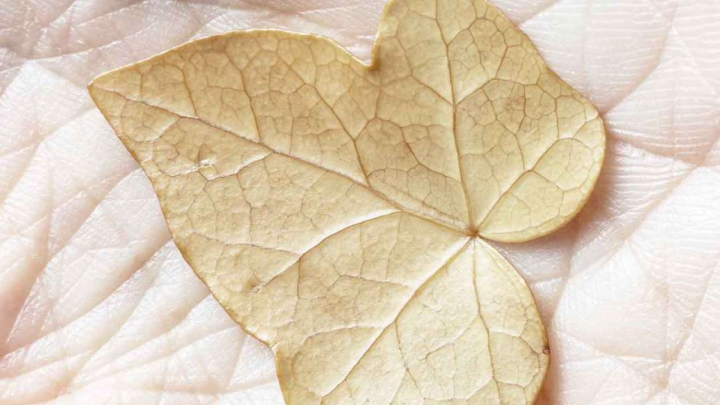 Elisabetta Di Maggio. Frangibile