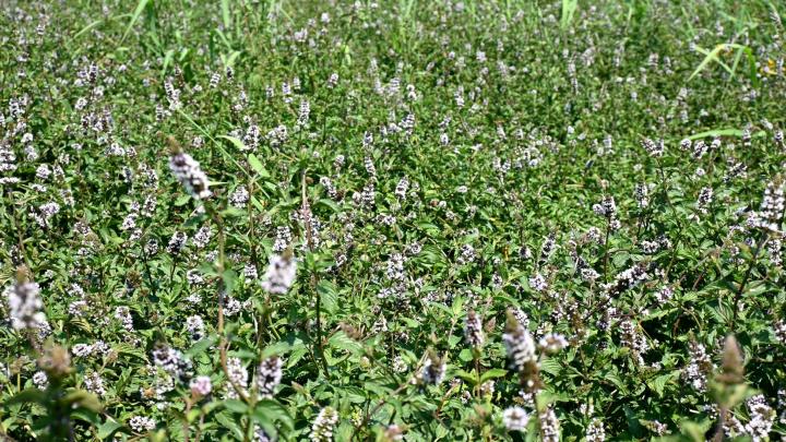 menta