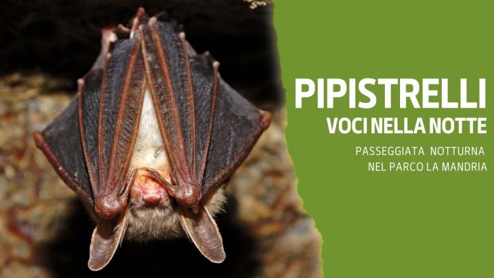 pipistrelli (1)