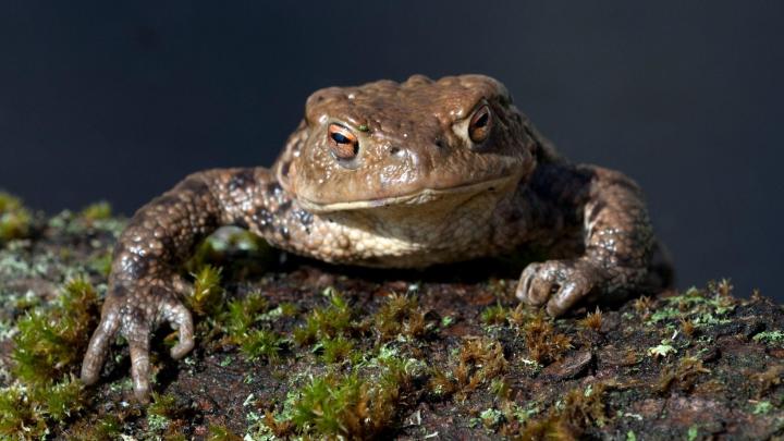 rospo voci nella notte (3)