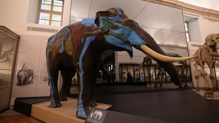 Museo Regionale di Scienze Naturali - Museo Storico di Zoologia (Img credits: @Simone Benso) 