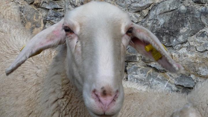 Ecomuseo della Pastorizia