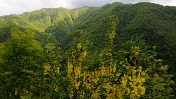 Veduta sulla Valle Berga (Arc. Aree protette Appennino piemontese) da www.piemonteparchi.it